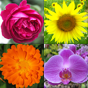Download Flowers - Botanical Quiz about Beautiful Plants 3.1.0 Apk for android