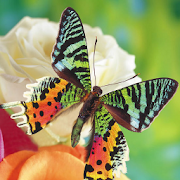 Download Butterflies Jigsaw Puzzles 2.10.9 Apk for android