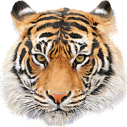 Download Animal Sounds 5.0.16 Apk for android