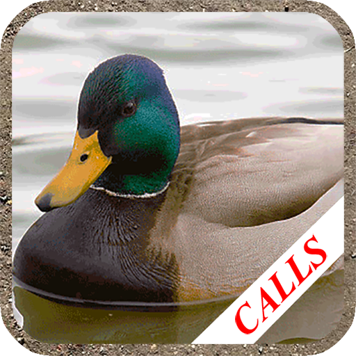 Download Duck hunting calls 4.99 Apk for android