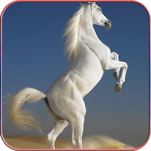 Download Horse Wallpapers 4K 1.14 Apk for android