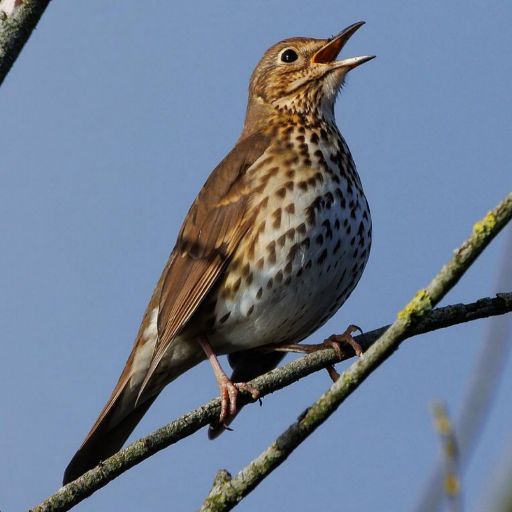 Download song thrush 5 Apk for android
